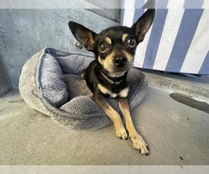 Chihuahua Dogs for adoption in Pasadena, CA, USA