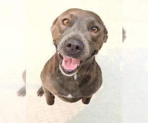 American Pit Bull Terrier-Labrador Retriever Mix Dogs for adoption in Thief River Falls, MN, USA
