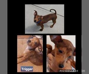 Chiweenie Dogs for adoption in Gilbert, AZ, USA