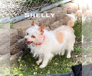 Chihuahua-Unknown Mix Dogs for adoption in Estherville, IA, USA