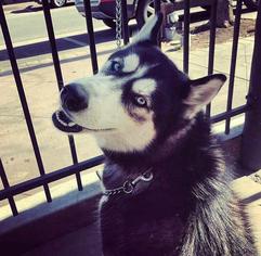 Alaskan Husky-Unknown Mix Dogs for adoption in Bell Gardens, CA, USA