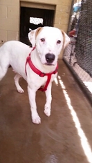 Pointer Dogs for adoption in Tempe, AZ, USA