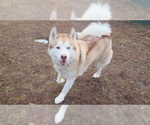 Siberian Husky Dogs for adoption in Springfield, MA, USA