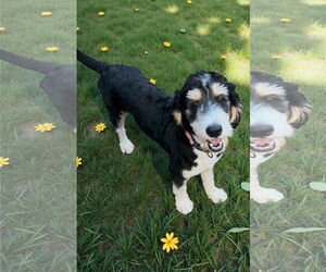 Bernedoodle Dogs for adoption in Mobile, AL, USA