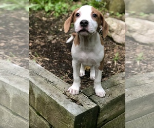 Labrador Retriever-Mountain Cur Mix Dogs for adoption in Kent, OH, USA