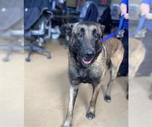 Mutt Dogs for adoption in Chula Vista, CA, USA