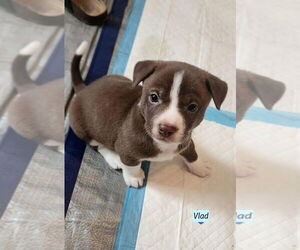 Dachshund-Unknown Mix Dogs for adoption in Brewster, NY, USA