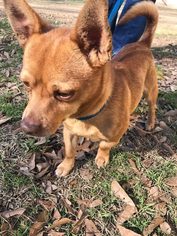 Chihuahua Dogs for adoption in Jackson, MS, USA