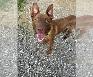 American Pit Bull Terrier-Unknown Mix Dogs for adoption in Evansville, IN, USA