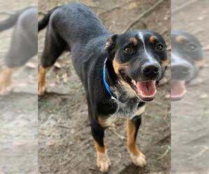 Mutt Dogs for adoption in Riverside, CA, USA