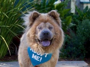Chow Chow Dogs for adoption in Pacific Grove, CA, USA