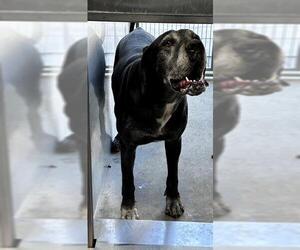 Great Dane Dogs for adoption in Downey, CA, USA