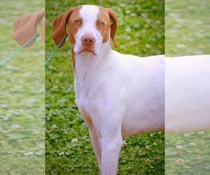 Pointer-Unknown Mix Dogs for adoption in Tuscumbia, AL, USA