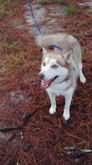 Alaskan Husky Dogs for adoption in Danbury, CT, USA