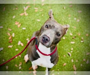 American Pit Bull Terrier Dogs for adoption in Orlando, FL, USA