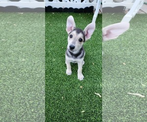 Labrador Retriever-Unknown Mix Dogs for adoption in Sandy, UT, USA