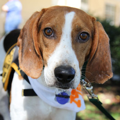 Treeing Walker Coonhound Dogs for adoption in Cary, NC, USA