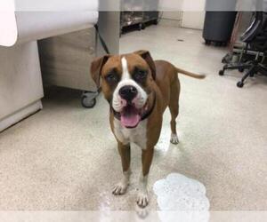 Boxer Dogs for adoption in Riverside, CA, USA