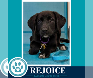 Labrenees Dogs for adoption in Kimberton, PA, USA