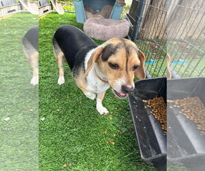 Beagle-Unknown Mix Dogs for adoption in Turlock, CA, USA