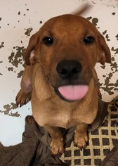 Medium Photo #1 Labrador Retriever-Unknown Mix Puppy For Sale in Hilton Head, SC, USA