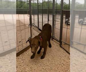 Labrador Retriever Dogs for adoption in Tallahassee, FL, USA