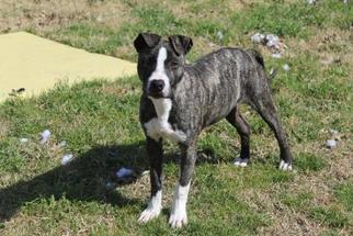 Catahoula Leopard Dog-Unknown Mix Dogs for adoption in Pflugerville, TX, USA