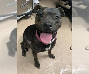 Rottweiler-American Pit Bull Terrier Dogs for adoption in Saginaw, MI, USA