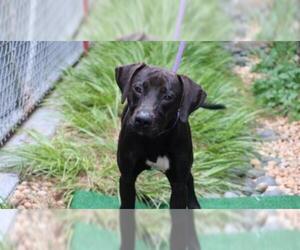 German Shorthaired Pointer Dogs for adoption in Charlotte, NC, USA