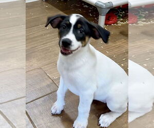 Labrador Retriever-Unknown Mix Dogs for adoption in Green Forest, AR, USA