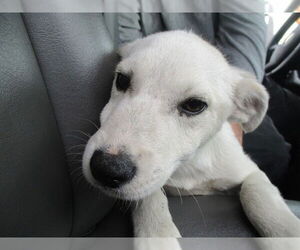 Siberian Husky Dogs for adoption in Ocala, FL, USA