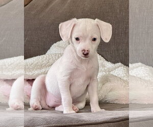 Cheagle Dogs for adoption in Holly Springs, NC, USA