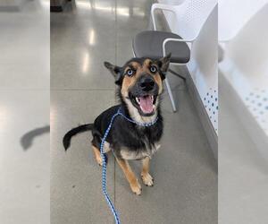 German Shepherd Dog-Unknown Mix Dogs for adoption in San Martin, CA, USA