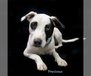 Mutt Dogs for adoption in Hot Springs Village, AR, USA