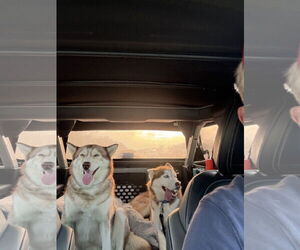 Siberian Husky Dogs for adoption in New Orleans, LA, USA