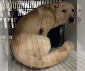 Labrador Retriever-Unknown Mix Dogs for adoption in Houston, TX, USA