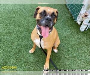 Boxer Dogs for adoption in West Palm Beach, FL, USA