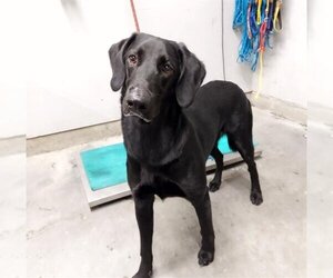 Labrador Retriever Dogs for adoption in Camarillo, CA, USA