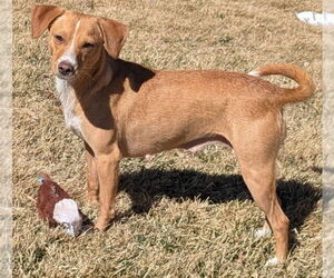 Beagle-Chihuahua Mix Dogs for adoption in Lakewood, CO, USA