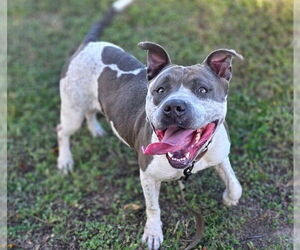 American Pit Bull Terrier Dogs for adoption in Ocala, FL, USA