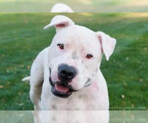 American Pit Bull Terrier Dogs for adoption in Buckeye, AZ, USA