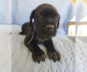 German Shorthaired Pointer-Unknown Mix Dogs for adoption in MIDWAY, UT, USA