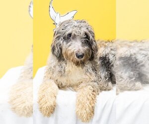 Aussiedoodle Dogs for adoption in Studio City, CA, USA