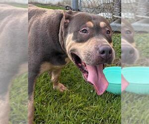 American Pit Bull Terrier Dogs for adoption in Tallahassee, FL, USA