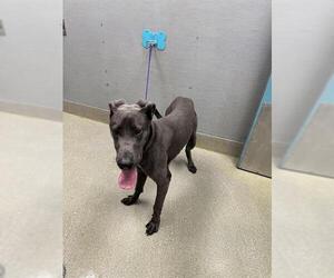 Great Dane-Unknown Mix Dogs for adoption in Las Vegas, NV, USA