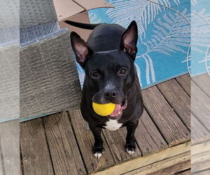 Bulldog-Unknown Mix Dogs for adoption in Wyoming, MI, USA