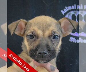 Medium Photo #1 American Staffordshire Terrier-Boxer Mix Puppy For Sale in Huntley, IL, USA