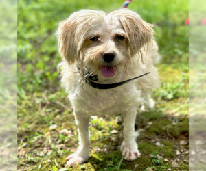 Lhasa Apso-Unknown Mix Dogs for adoption in Maryville, TN, USA