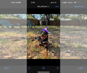 Chiranian Dogs for adoption in Valrico, FL, USA