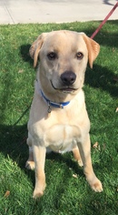 Labrador Retriever Dogs for adoption in Euless, TX, USA